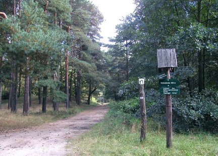 zeigt Wanderweg im Wald