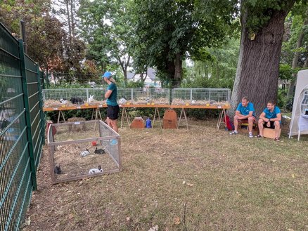 zeigt mehrere Käfige mit Kaninchen und einige Personen