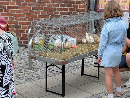 zeigt Mädchen, dass einen Käfig mit Wachteln betrachtet